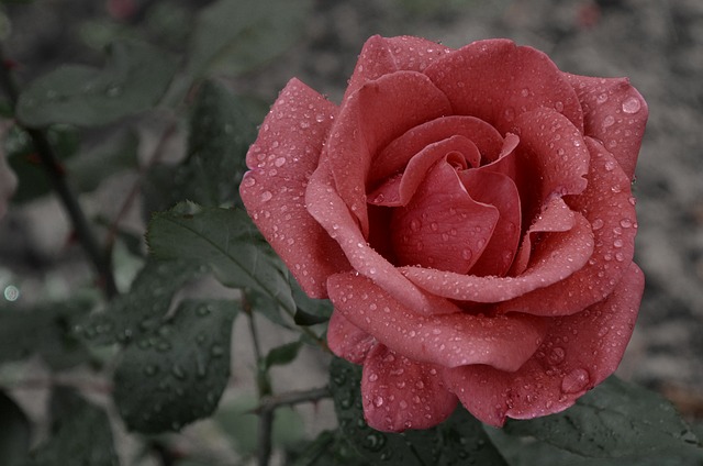 Tējhibrīdu rozes: izcilu šķirņu apskats un īpašības