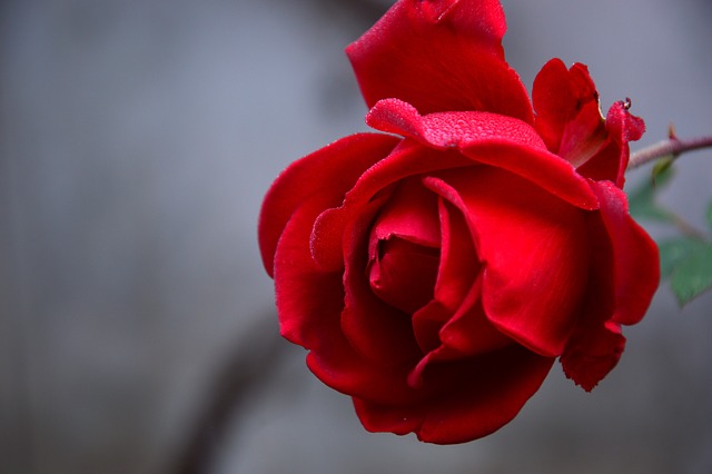 Rožu apgriešanas pamati: kad un kā pareizi apgriezt rozes